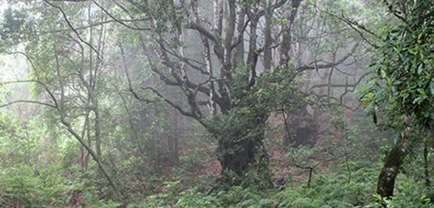 barcelos comemora dia da floresta autóctone com...