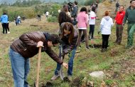 município promoveu ação de reflorestação em aldreu