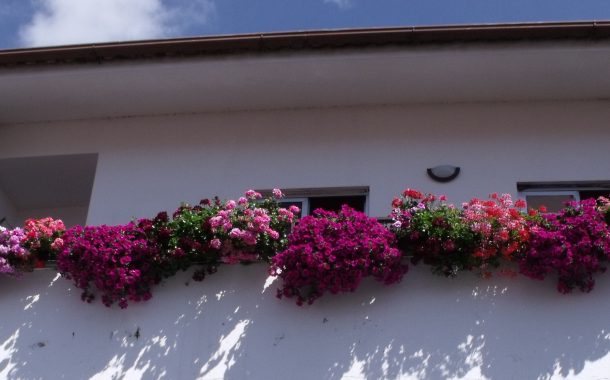 concurso de flores embelezou a cidade