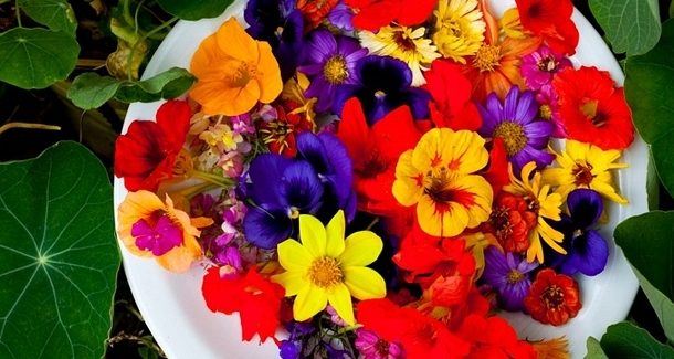 aprenda tudo sobre flores comestíveis