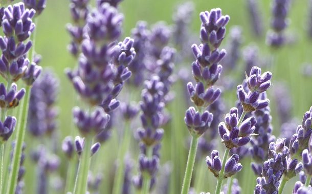 município promove formação sobre plantas aromát...