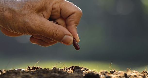 formação  “multiplicação de plantas – sementeir...