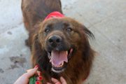 campanha de esterilização de cães e gatos