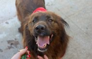 campanha de esterilização de cães e gatos