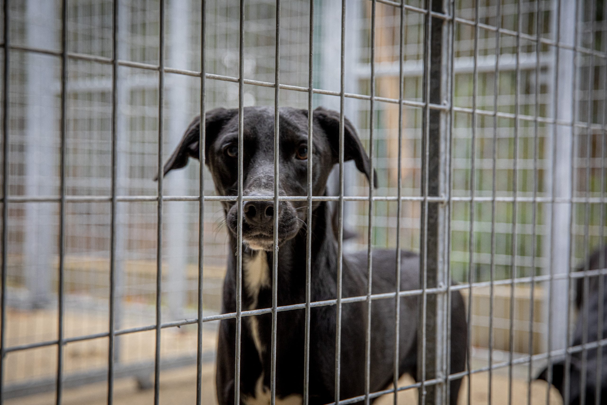 Adoção comunitária garante bem-estar de pets de rua