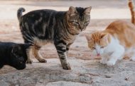 Município de Barcelos implementa programa de esterilização de gatos errantes