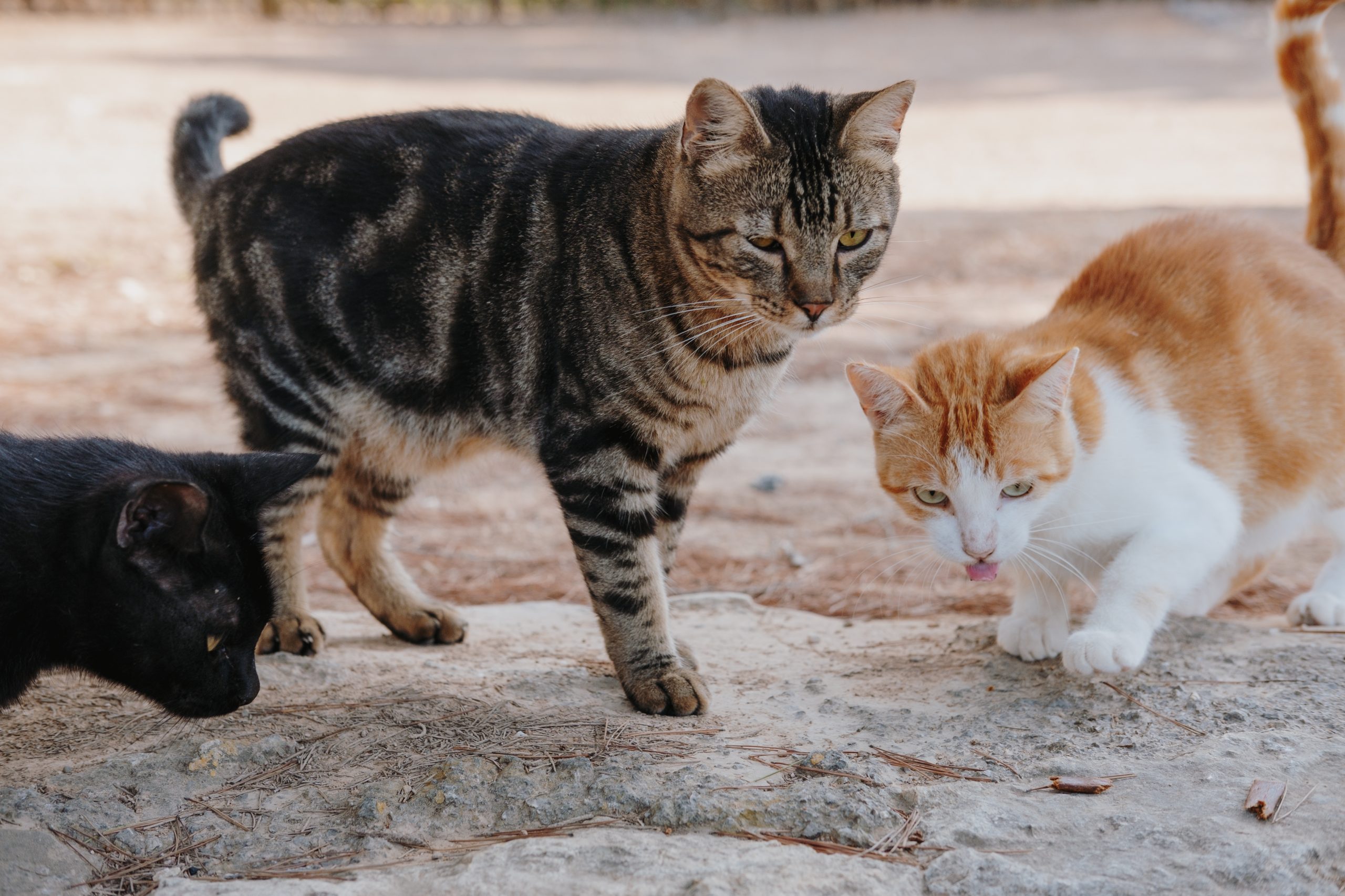 Município de Barcelos implementa programa de esterilização de gatos errantes